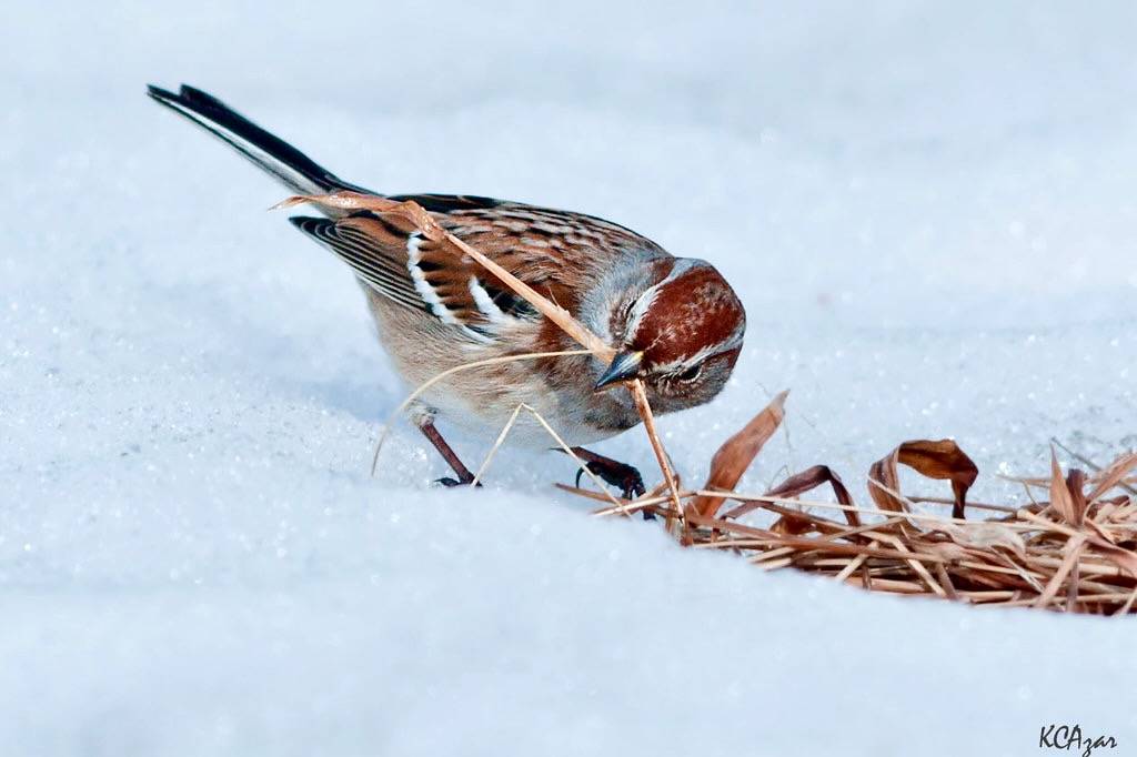 American Tree Sparrow by Kelly Colgan Azar is licensed under CC BY-ND 2.0